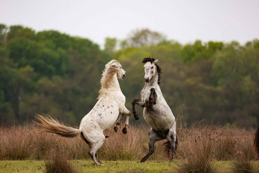 Two horses in a field with a forest in the background. 1