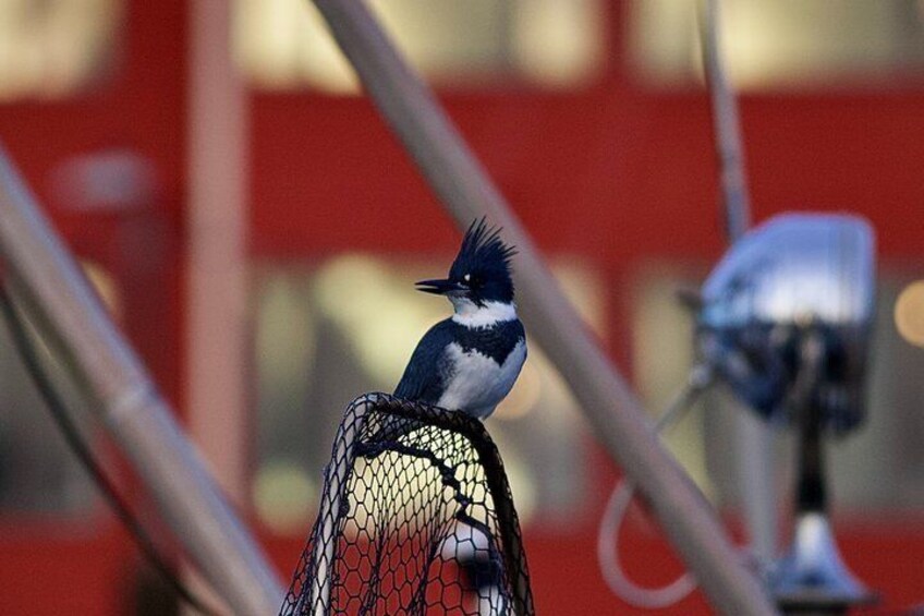 Een vogel zit op een draadconstructie. 2