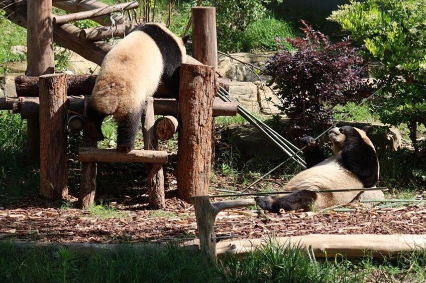 Twee panda's beklimmen een houten constructie in een dierentuin. 5