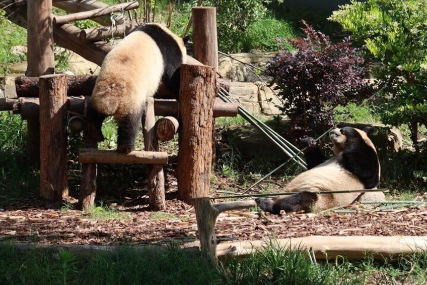 Ein Panda klettert auf eine Holzkonstruktion, während ein anderer am Boden ruht. 5