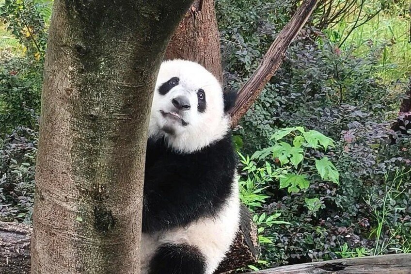 Een panda klimt in een bosrijke omgeving een boom in. 2