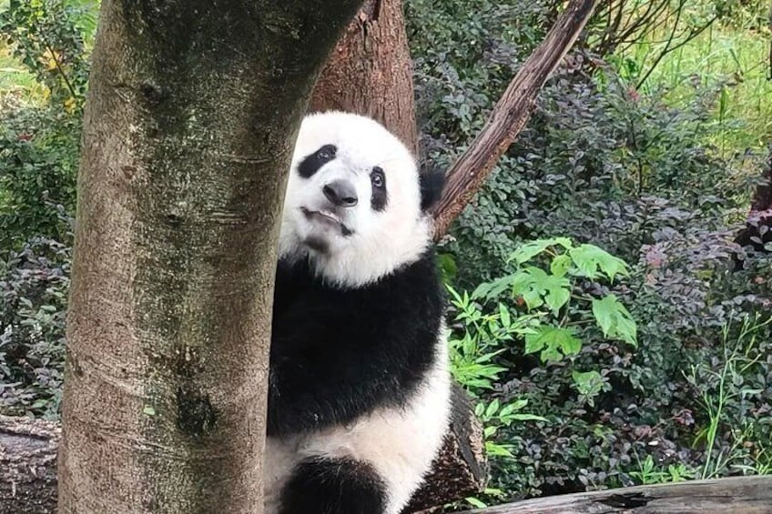 Ein Panda klettert in einem bewaldeten Gebiet einen Baum hinauf. 2
