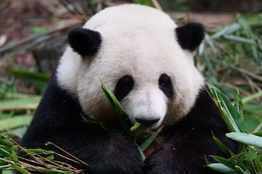 Ein Panda, der Bambus in seinem natürlichen Lebensraum frisst. 3