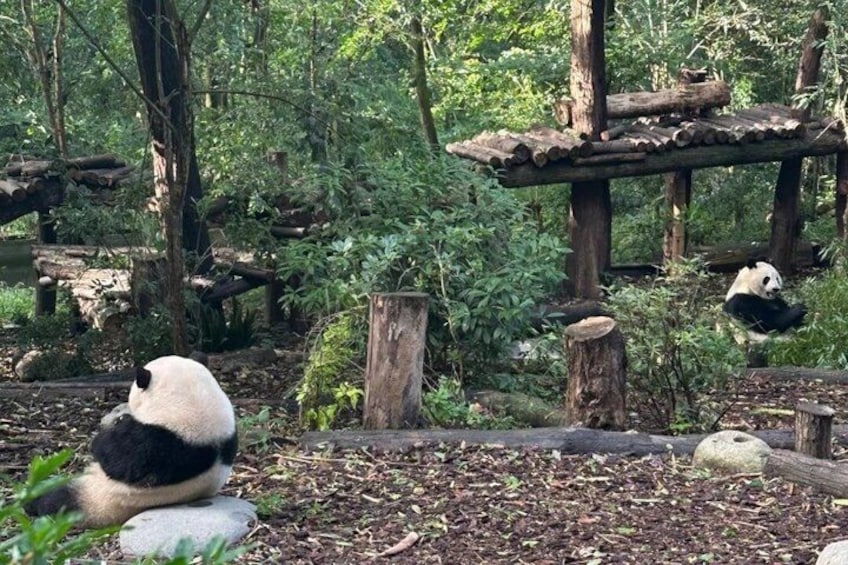 Ein Panda ruht auf einem Felsen in einer bewaldeten Anlage mit Holzbauten. 4