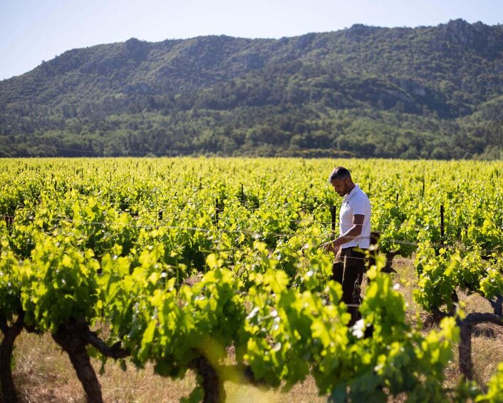A vineyard with rows of grapevines and a hilly landscape in the background. 2