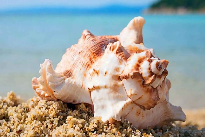 A seashell on a sandy beach with a clear blue ocean in the background. 3