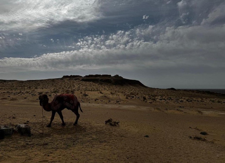 A camel in a desert landscape with a rocky hill in the background. 4