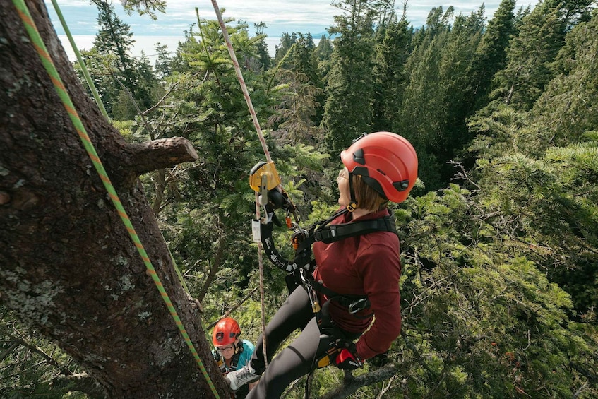 A person in a red helmet and jacket climbing a tree with a rope. 3