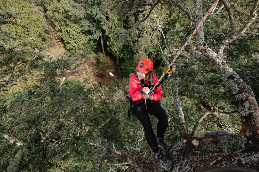 A person in a red jacket and helmet suspended by a harness, climbing a tree in a forested area. 5