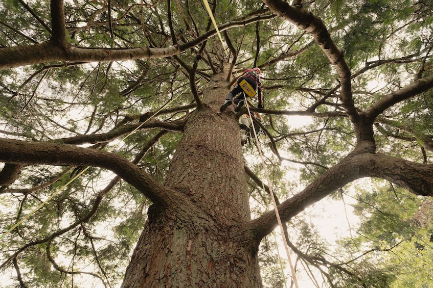 A person climbing a large tree. 2
