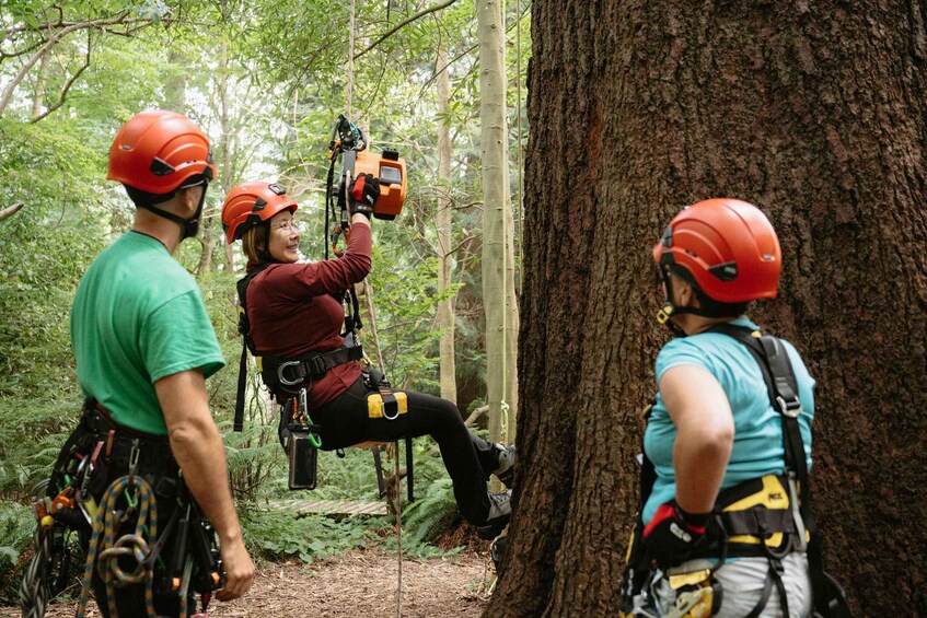 Three people engaged in tree climbing with safety gear and ropes in a forest. 4