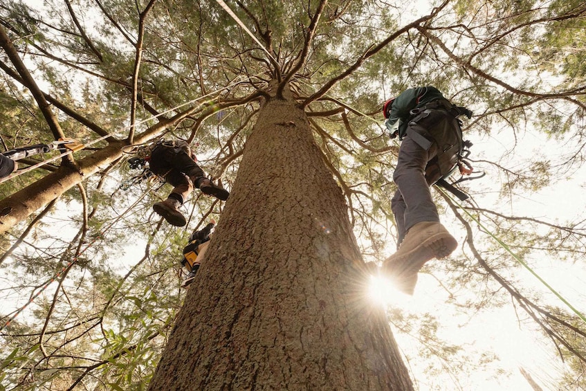 A person rappelling down a large tree. 1