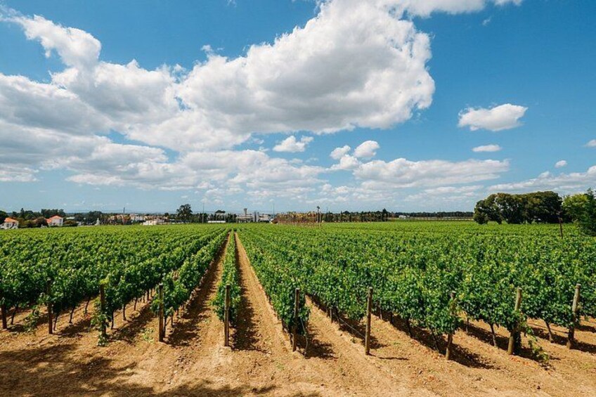 Wine Villages & Douro Views Private Shore Tour from Lamego 3
