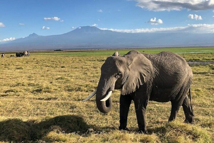 Un éléphant dans un champ d’herbe, avec une montagne en arrière-plan. 1