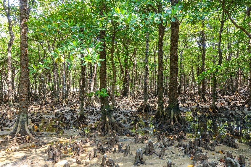 Une forêt de mangroves avec des arbres denses et des racines apparentes. 1