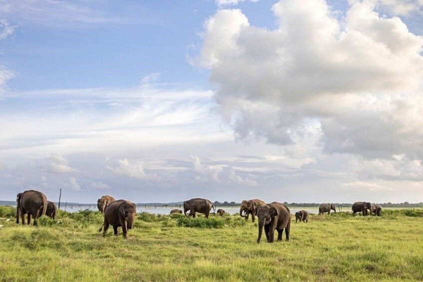 A herd of elephants in a grassy field with a body of water in the background. 2