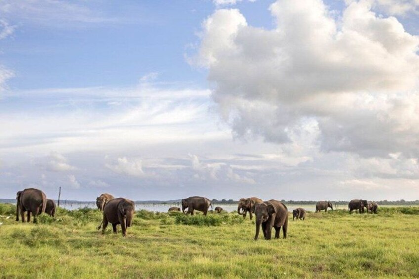 A herd of elephants in a grassy field with a body of water in the background. 2