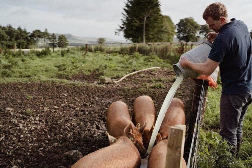 A person pouring liquid from a container into a trough with pigs. 4