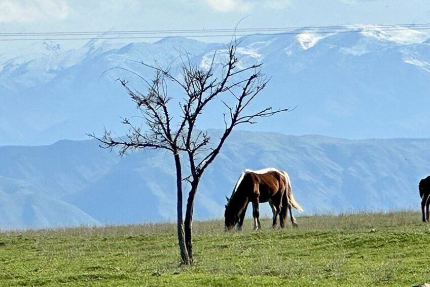 Group tour Tanbaly Ancient petroglyphs UNESCO World Heritage 4