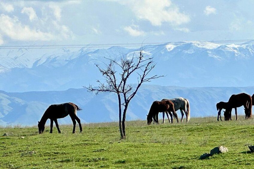 Group tour Tanbaly Ancient petroglyphs UNESCO World Heritage 3