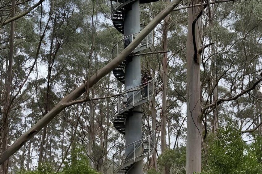 Eine Wendeltreppe, die an einer Metallstange befestigt ist, inmitten eines bewaldeten Geländes. 1