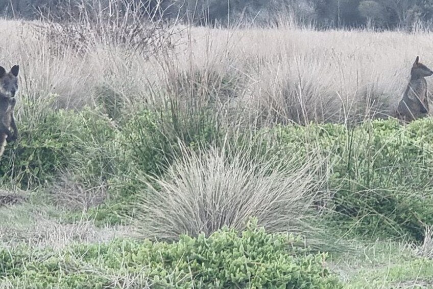 A dog in a grassy field with tall grass and some bushes. 2