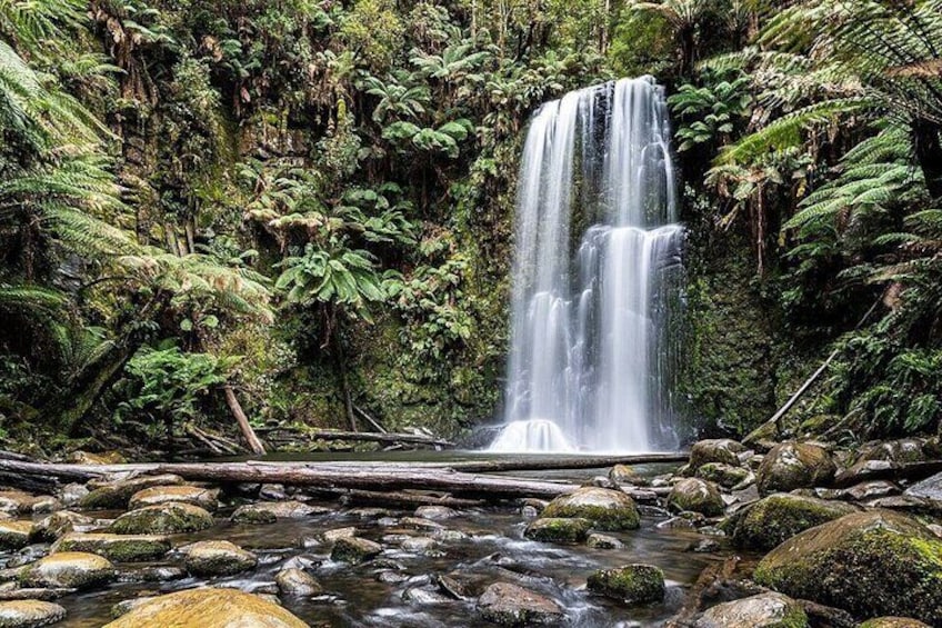 Otway Fly Treetop Walk Waterfalls and Redwood Tour from Melbourne 2