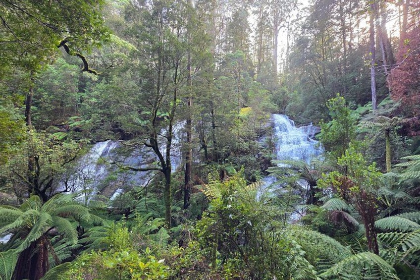 A waterfall surrounded by dense forest and ferns. 3