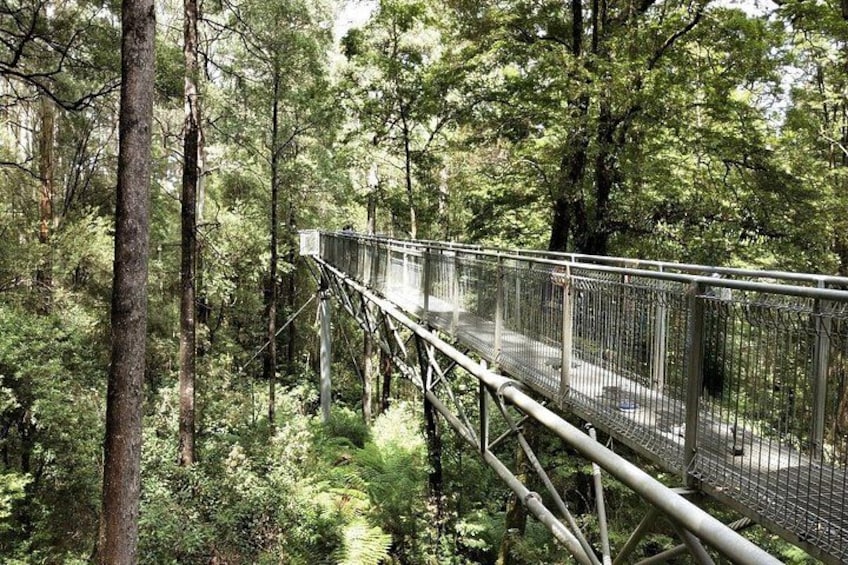 A suspension bridge in a forested area. 4