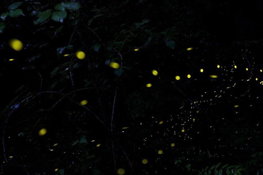 A dark forest with yellow lights scattered throughout. 1