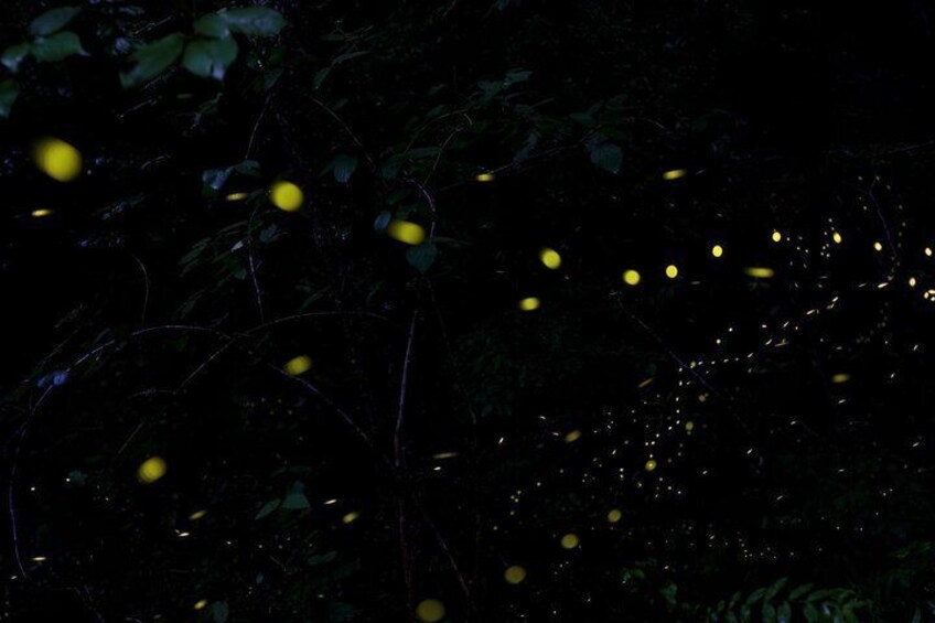 A dark forest with yellow lights scattered throughout. 1