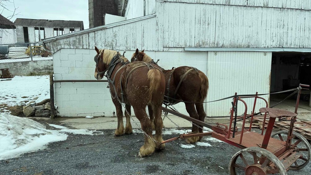 Two horses harnessed to a red cart in front of a white building. 4