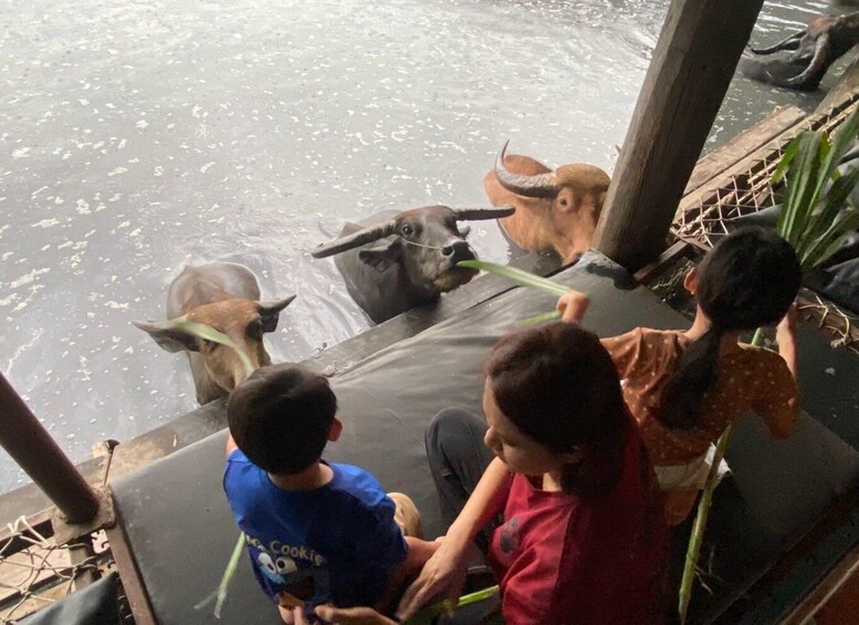 A group of people feeding water buffaloes at a water body. 4