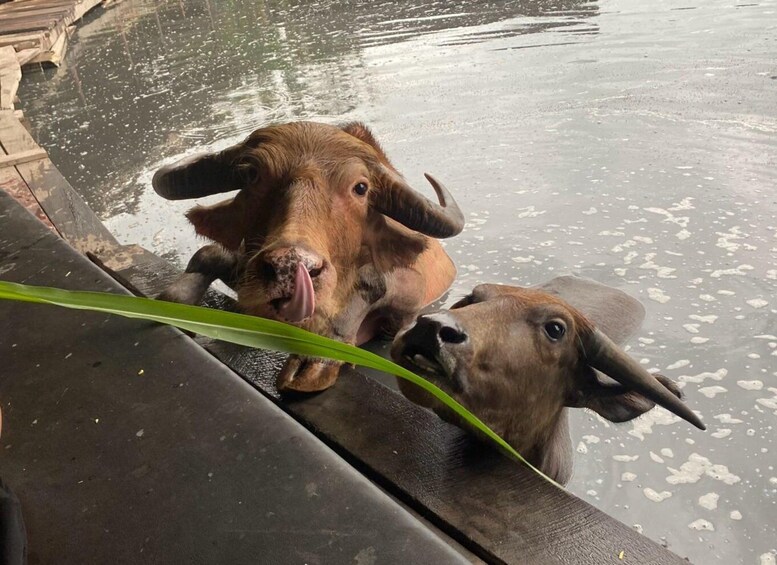 Two buffaloes near a body of water with a green leaf in the foreground. 3
