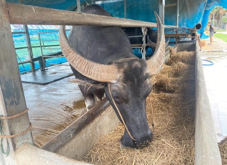 A buffalo with large horns eating hay inside a barn. 5
