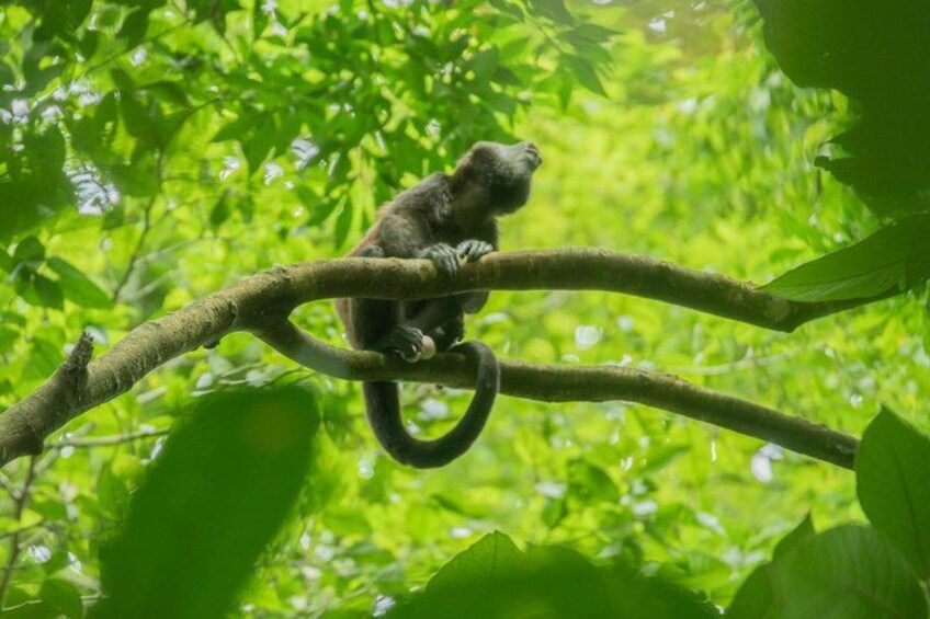 A primate on a tree branch in a dense green forest. 5