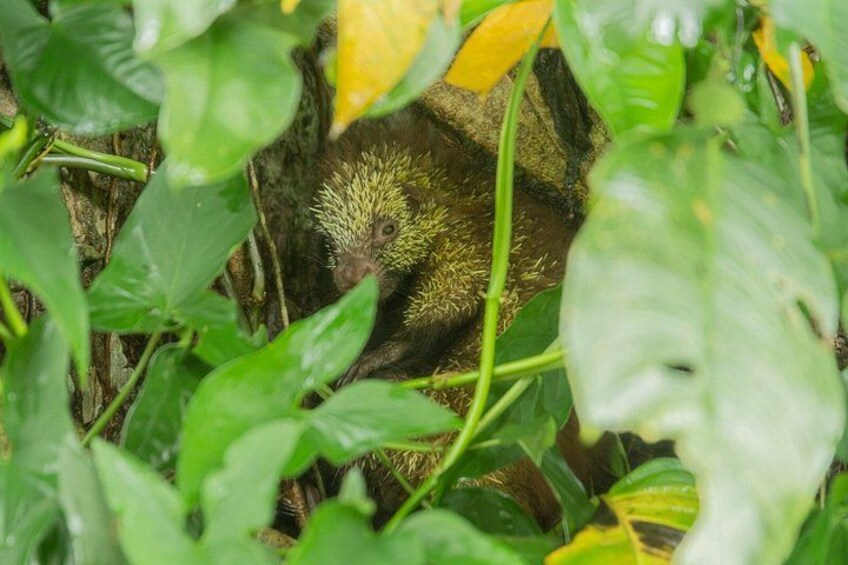 Sloths and Monkeys Guided Tour in Arenal Nature Walk 5