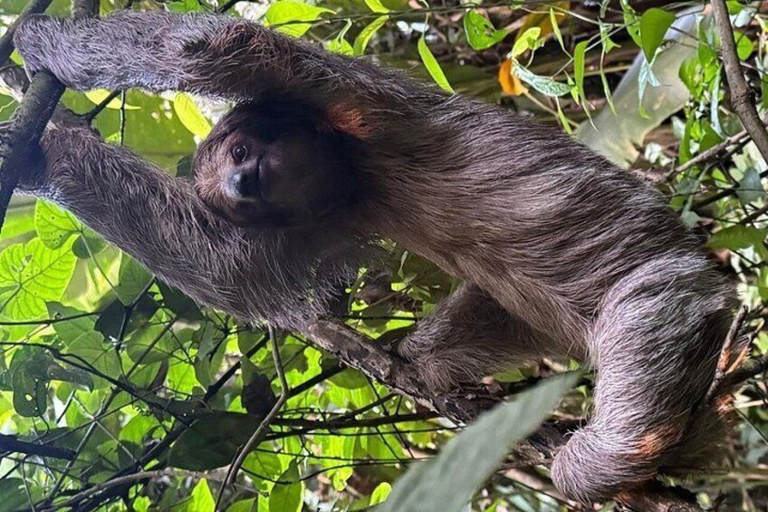 A sloth hanging from a tree branch in a dense forest. 4