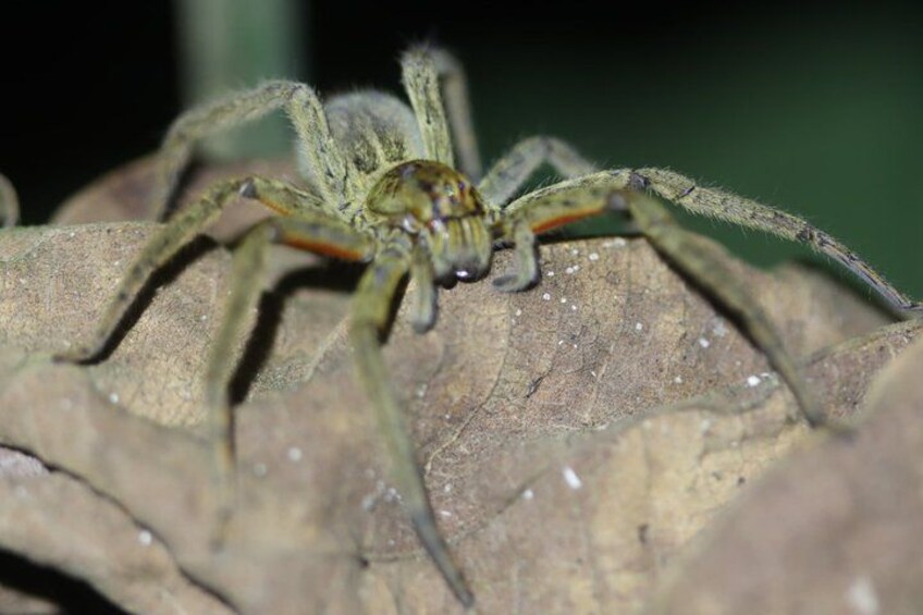 A spider on a leaf. 5