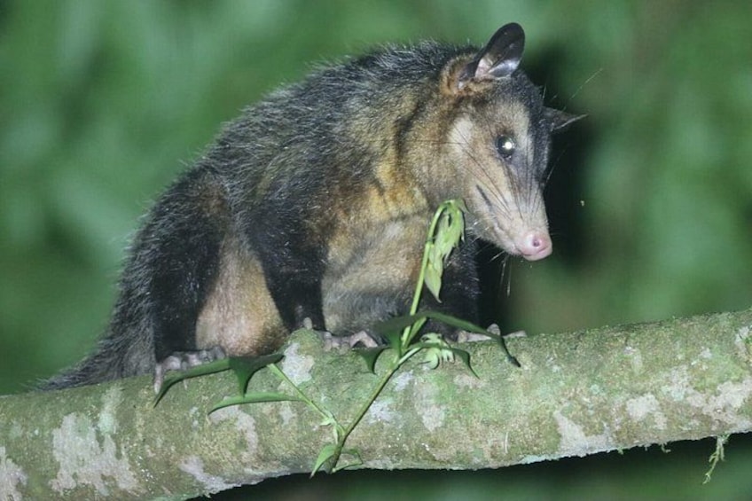 Sloths and Monkeys Guided Tour in Arenal Nature Walk 3