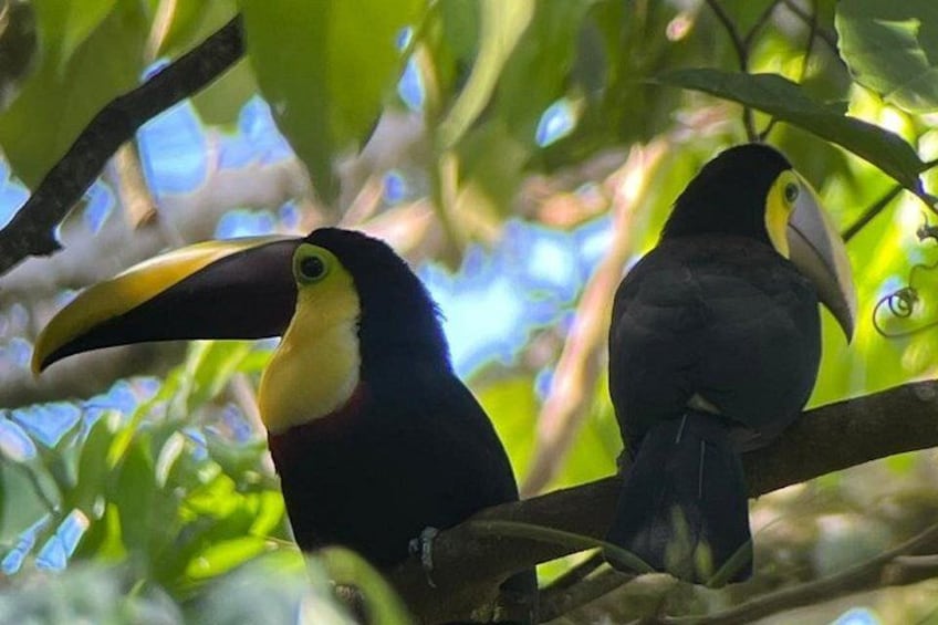 Sloths and Monkeys Guided Tour in Arenal Nature Walk 5