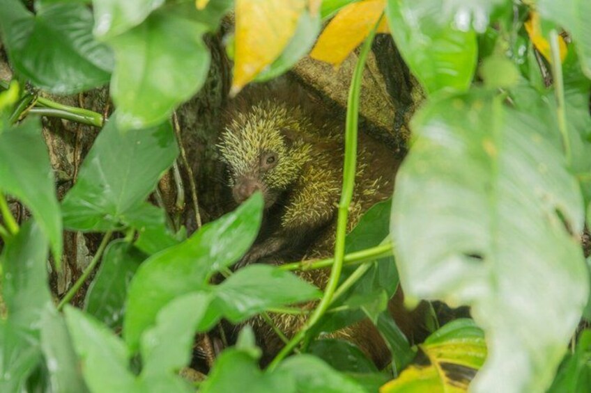 A ground squirrel in a natural setting with green foliage and a tree trunk. 3