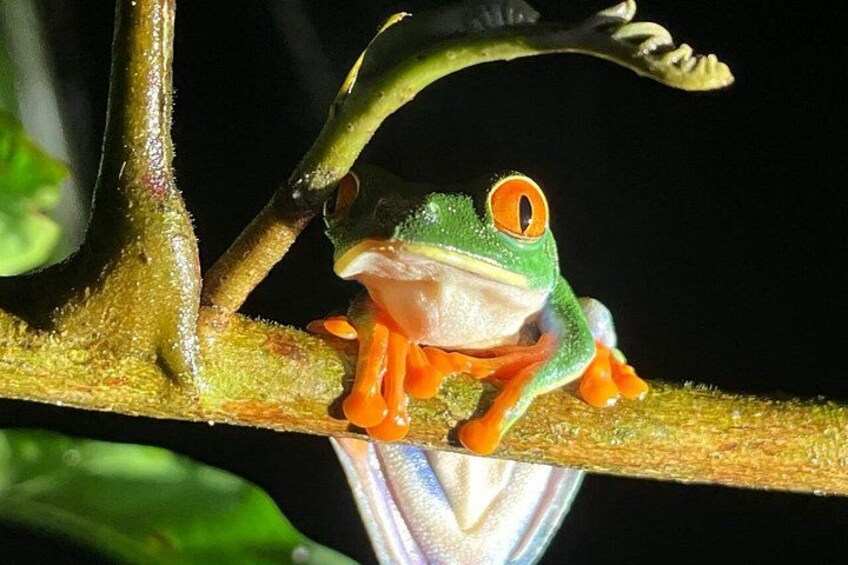 A green frog with orange eyes and limbs on a branch. 3