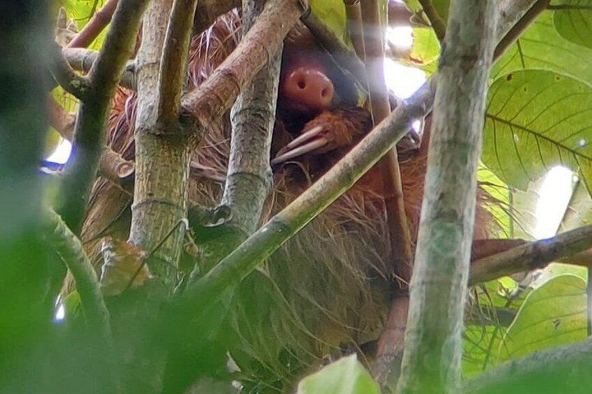 Sloths and Monkeys Guided Tour in Arenal Nature Walk 3