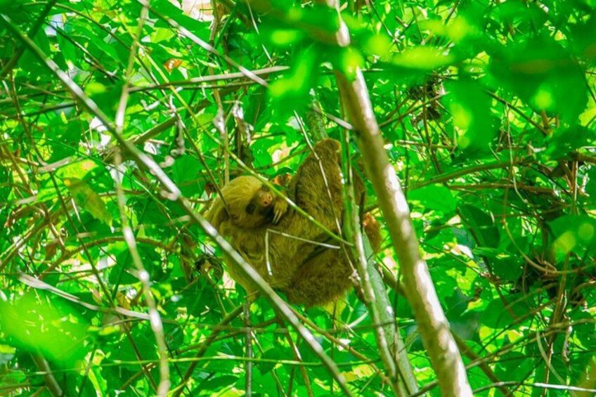 Sloths and Monkeys Guided Tour in Arenal Nature Walk 2