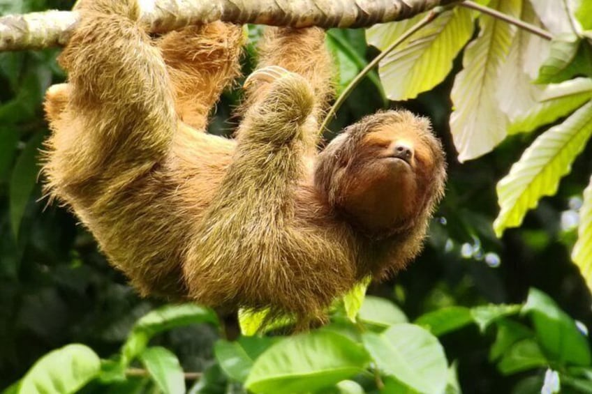 Sloths and Monkeys Guided Tour in Arenal Nature Walk 4