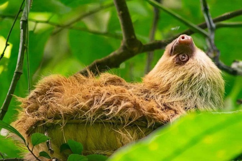 Sloths and Monkeys Guided Tour in Arenal Nature Walk 1