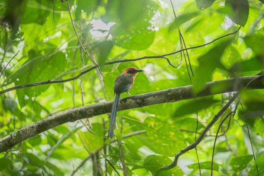 Sloths and Monkeys Guided Tour in Arenal Nature Walk 2