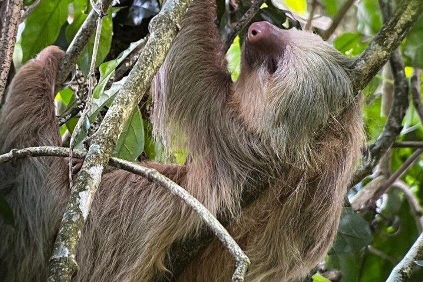 Sloths and Monkeys Guided Tour in Arenal Nature Walk 4