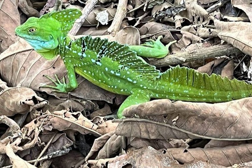 A green lizard on dry leaves. 3
